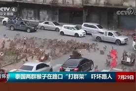 泰国两群猴子在路口“打群架” 吓坏路人视频封面