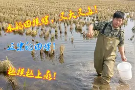 农村小伙大晴天到稻田捡田螺，一抓一把，一会就大半桶，真过瘾视频封面