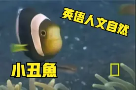 [英语人文自然] 小丑魚 Clownfish - Sea Anemone Friends