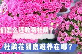 花友寄养杜鹃，你们怎么还敢寄杜鹃？杜鹃花到底难养在哪？视频封面
