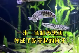 一米二鱼缸养着9条黑鱼，经过几天适应，养成了自己吃不起的样子