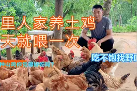 山东农村这样养鸡，100只鸡只喂一斤麦麸一斤玉米，肉香成本低视频封面