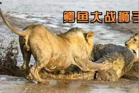 鳄鱼大战三头雄狮的真实场景：这才是真正的肉搏战，太精彩了！视频封面