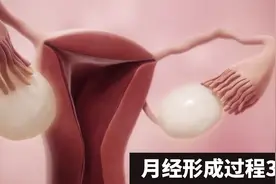 【3D系列】女性为什么有月经？和排卵是什么关联？视频封面