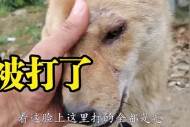 农村养狗比城市难太多了，担心贼人惦记视频封面