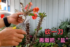 虎刺梅身上“砍一刀”，再撒一把“粉末”，有2个作用