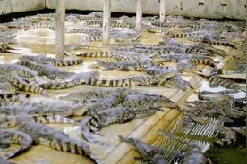 鳄鱼现在身家暴涨，肉50一斤，皮一张1万，关键养殖还简单！视频封面