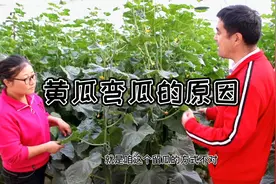 黄瓜弯瓜原因找到了，几个小技巧黄瓜直又长！