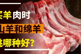 冬天买羊肉，“绵羊”和“山羊”哪个好？区别挺大的，了解一下视频封面