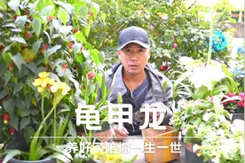 龟甲龙，多肉时代的王者，养好了陪你一生一世