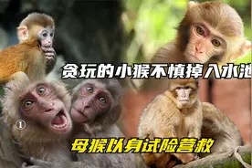 贪玩的小猴不慎掉入水池！母猴以身试险营救，母爱真是太伟大视频封面