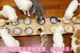 主人给猫咪庆生，宴请十六只流浪猫吃流宴席，场面温馨感人视频封面