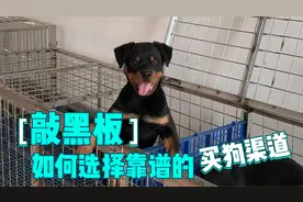 敲黑板！如何选择靠谱的买狗渠道？