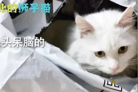 终于知道为什么叫“躲猫猫”了，这条视频里的猫咪告诉你答案视频封面