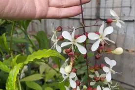 垂丝茉莉养不好？记住这几点，年年能开花，花穗垂下太美了