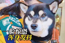 换了家店洗澡，小柴犬吓到浑身发抖，不是狗的问题就是店的问题视频封面