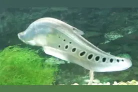 国内水族圈比较经典的观赏鱼之：七星刀鱼