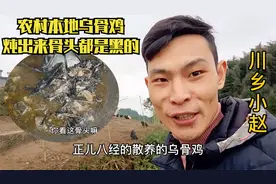 邻居养的农村本地乌骨鸡，炖出来骨头都是黑的，好不好大家说了算视频封面