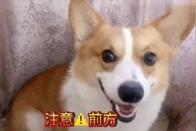 会叫妈妈的小柯基