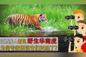 江西多人看见野生华南虎，为什么专家还说它们灭绝了？视频封面