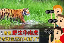 江西多人看见野生华南虎，为什么专家还说它们灭绝了？视频封面
