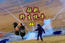 每年的牦牛发情期，无人区边缘牧民家养的牦牛常常和野牦牛混群。视频封面