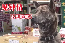 狗狗对西施犬一见钟情，每天苦等初恋，最终选择有点意外视频封面