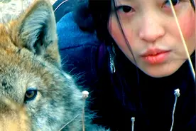 养大狼王的女人，画家将狼崽救活，历尽千辛助它重返狼群，纪录片视频封面