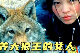 养大狼王的女人，画家将狼崽救活，历尽千辛助它重返狼群，纪录片视频封面