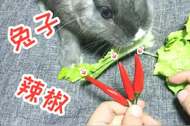 测试：给兔子吃“辣椒”，它会吃吗，吃下去之后是什么反应呢？