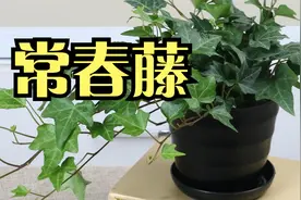常春藤动动手就能繁殖，不用花钱去买，赶快试试吧视频封面