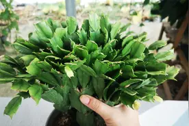 八月底了，能不能给蟹爪兰晒太阳？看完又学到一招视频封面