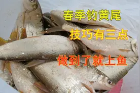 春季水库怎么钓黄尾鲴？老司机教你这三点，连竿过足瘾