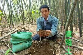 腐殖土哪种最好？看大叔挖的这种腐殖土，拿它种植花草才最好
