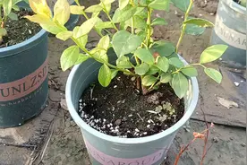要想蓝莓种得好，土壤调酸最重要，先把这一步做好是王道视频封面