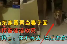 山东家暴男当妻子面将柯基活活砍死，扬言：你不听话，以后也这样视频封面