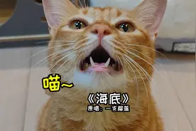 小猫咪和铲屎官一起唱《海底》这也太好听了吧！我指的是猫