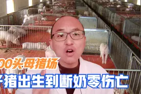 老养猪户养断奶仔猪长大快，不拉稀活力强，出生到断奶零伤亡视频封面