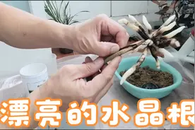 无根惠兰快速生根视频封面