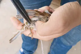 忠华妈妈抓了一只麻雀，攥在手里气性很大，都能看见心跳视频封面