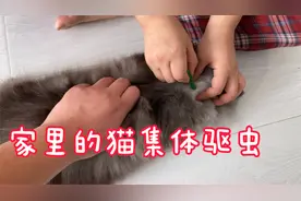 給家里猫集体体外驱虫，多久体外驱一次虫该注意什么。