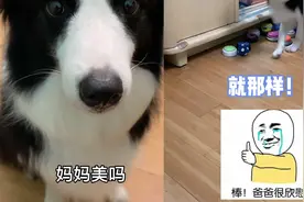 女子问边牧：妈妈美吗？谁料狗狗反应逗笑网友：它去给你找镜子了视频封面