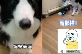 女子问边牧：妈妈美吗？谁料狗狗反应逗笑网友：它去给你找镜子了视频封面
