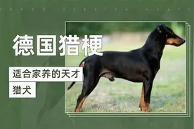 适合家养的天才猎犬——德国猎梗