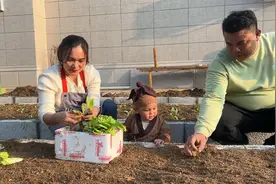 原来菜园还可以这么弄，老肥用砖来围好不仅美观还很方便，又实惠视频封面