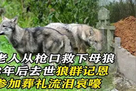 老人从枪口救下母狼，2年后去世狼群记恩，参加葬礼流泪哀嚎视频封面