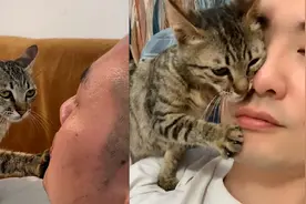 小伙生病不舒服，收养的流浪猫贴贴安慰：粑粑你可千万不能有事啊视频封面