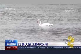 全国仅3000余只！国家二级保护动物疣鼻天鹅现身北京凉水河视频封面