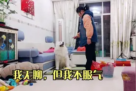 萨摩耶来福又变海豹狗，批评它居然和小妮吵架，顶嘴功夫一流视频封面