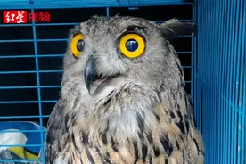 鸽子被猛禽吃掉一只 主人抓住“凶手”送警后得知，它竟是雕枭！视频封面
